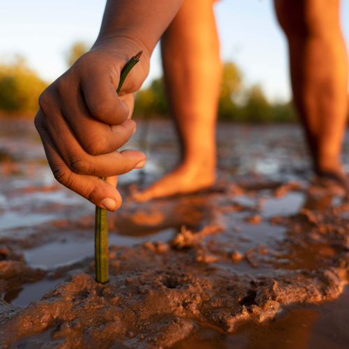 Image of Planting in Field