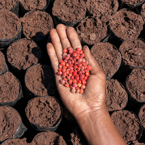 Image of hand with red seeds Image of hand with red seeds