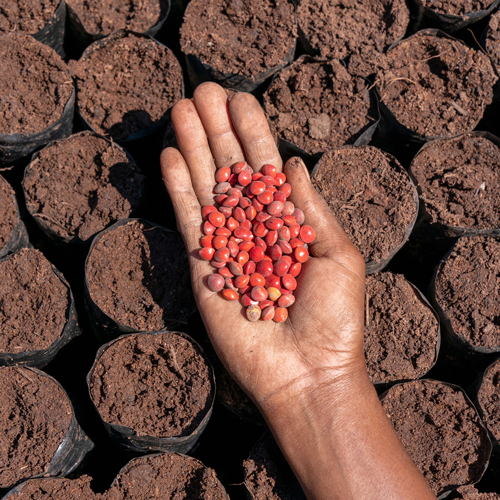 Image of hand with red seeds