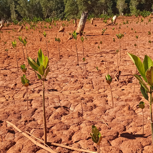 Image of field with small trees Image of field with small trees