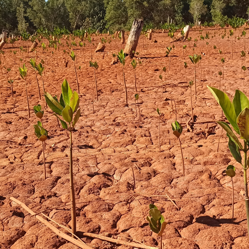 Image of field with small trees